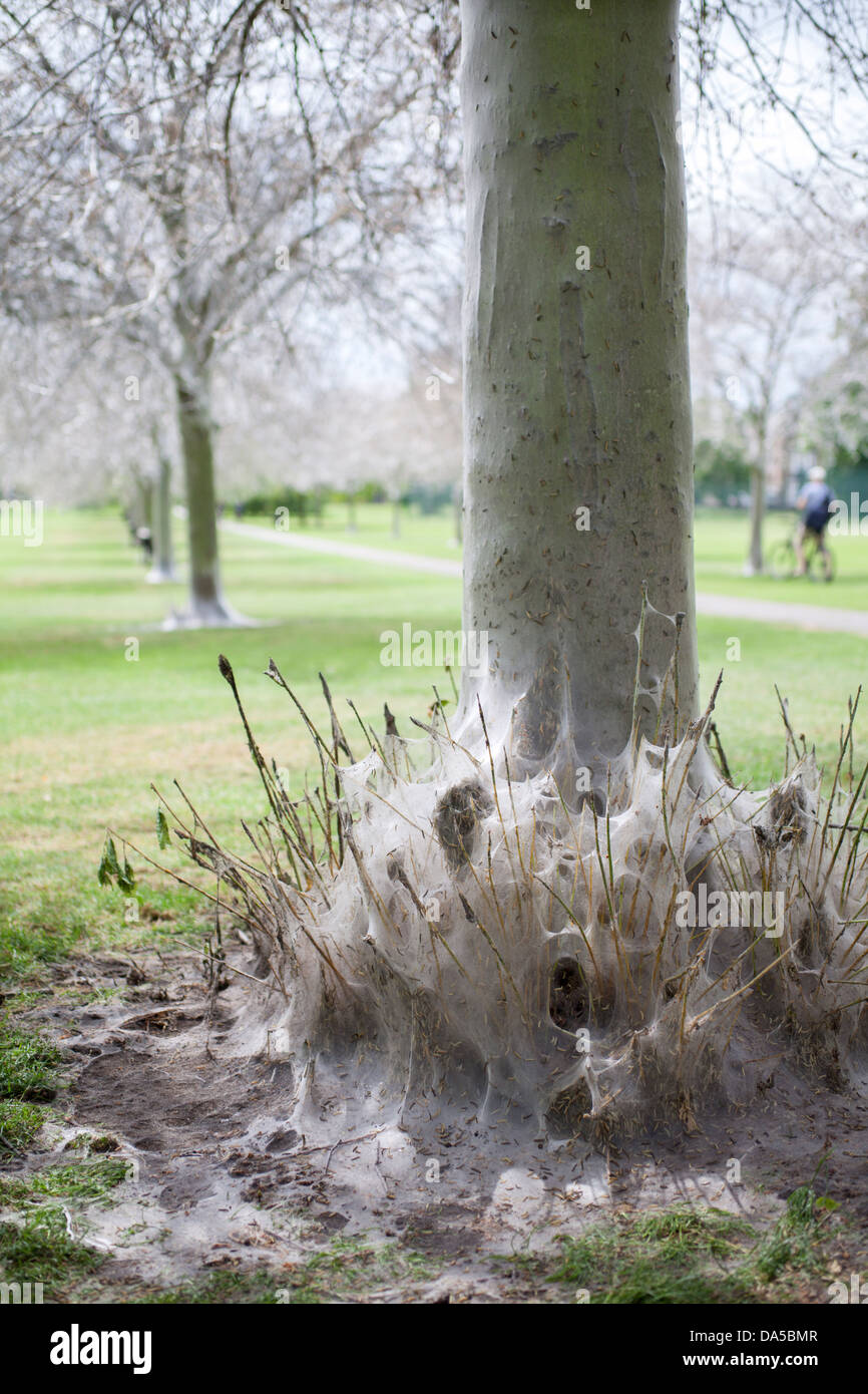 Caterpillar infestation Ermine Moth caterpillars Jesus Green Cambridge Stock Photo