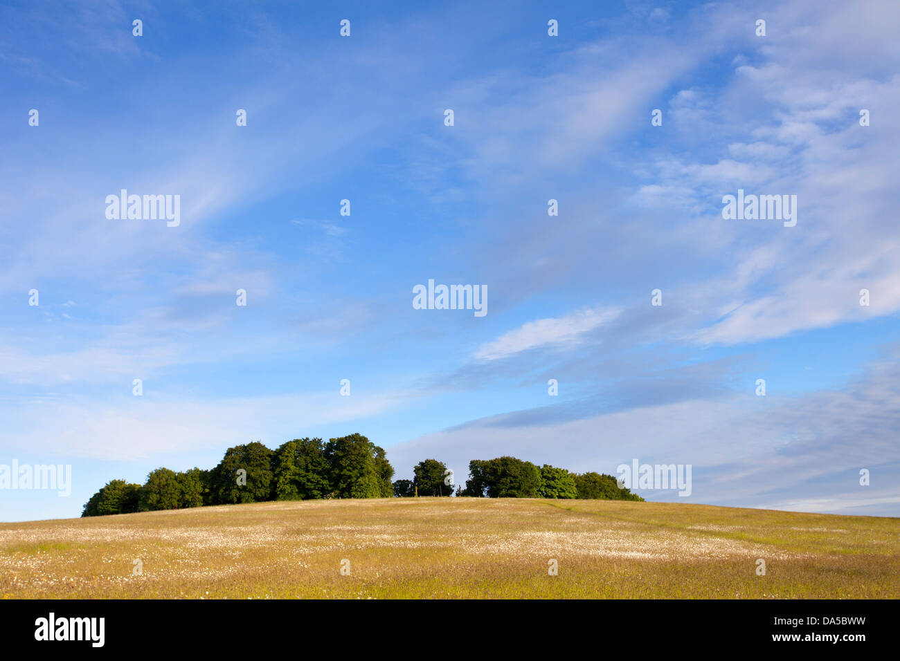 Gog Magog Downs on a summers evening Cambridge, England UK Stock Photo