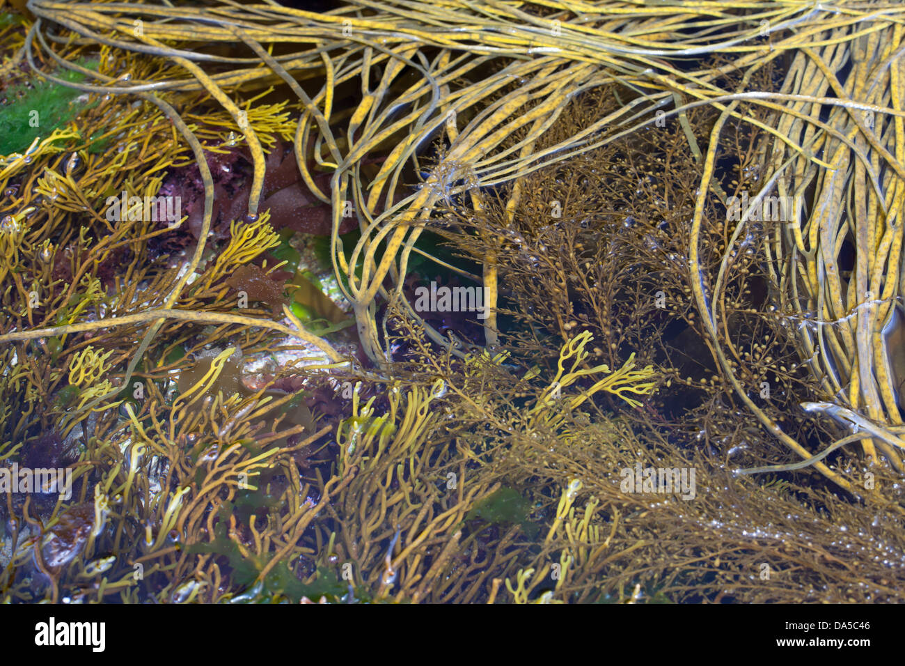 Rockpool seaweed Alderney Channel Islands Stock Photo