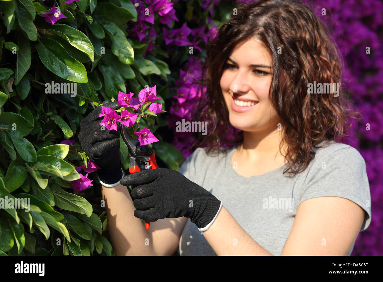 Close up of a gardener woman with gloves cutting a pink flower with secateurs Stock Photo