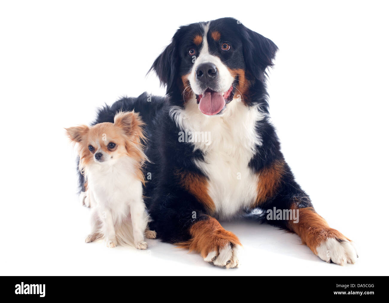 portrait of a purebred bernese mountain dog and chihuahua in front of white background Stock Photo