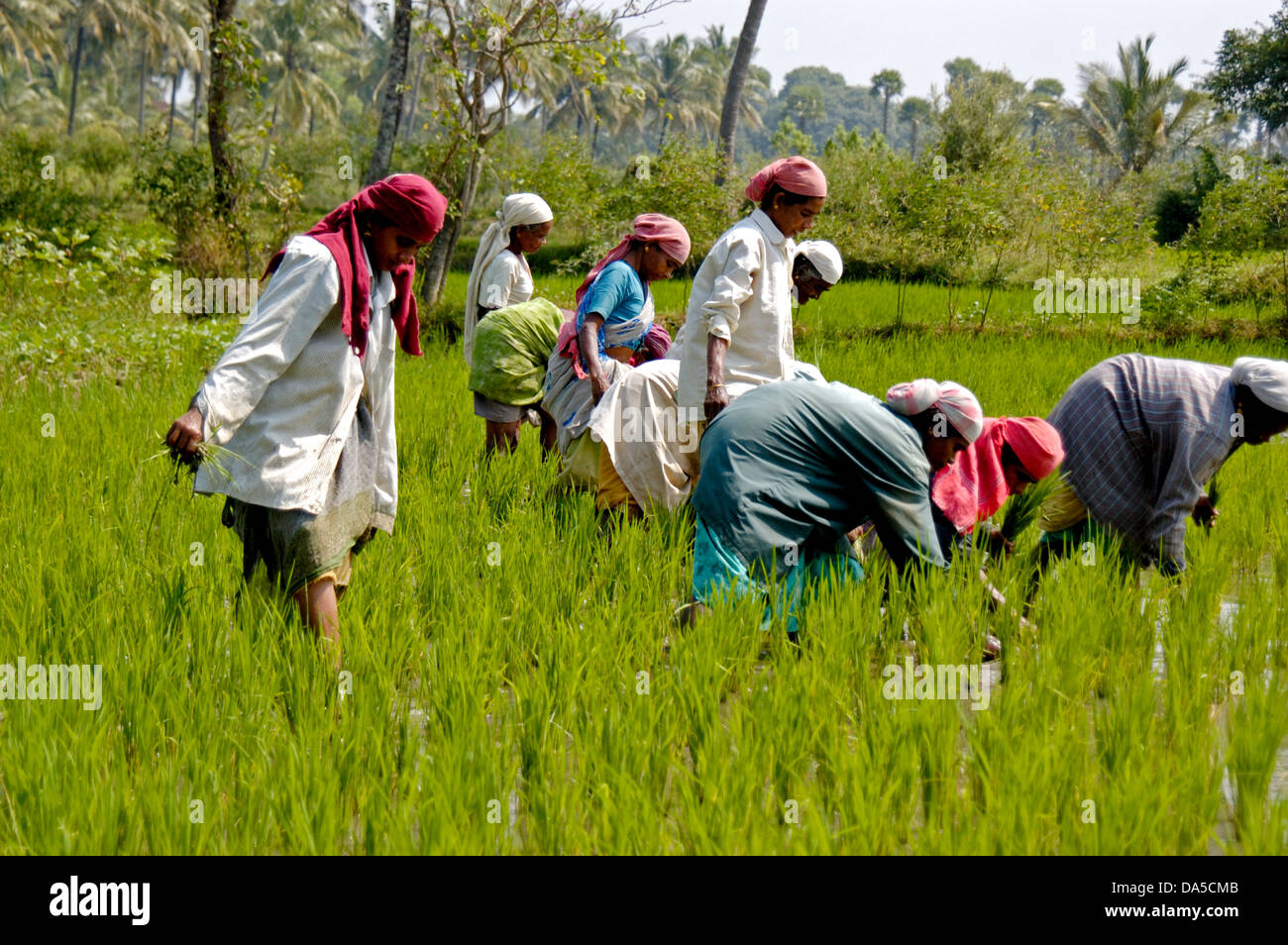 women agriculture workers in paddy fields,palakad,kerala,india,asia