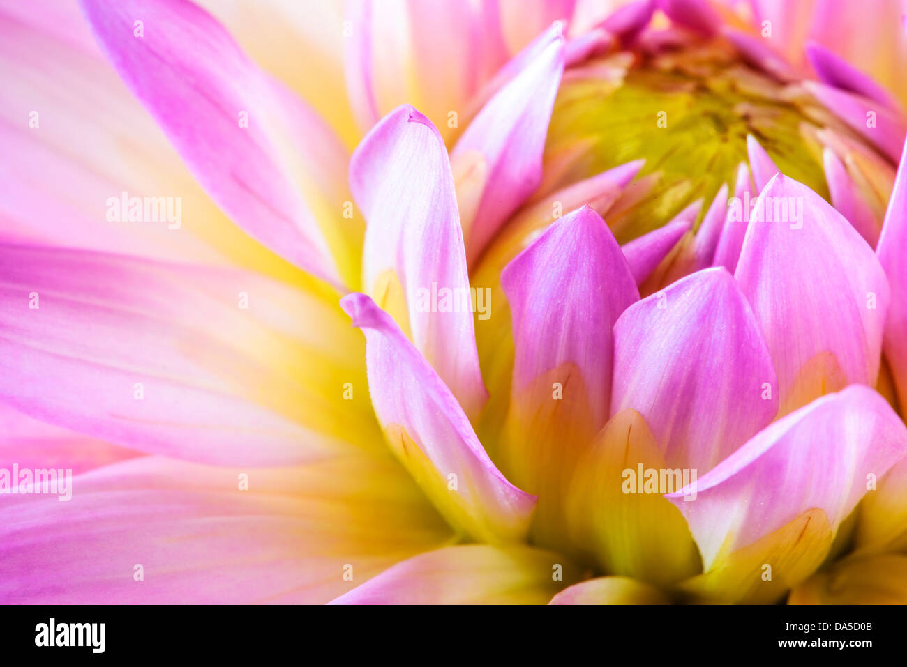 Pink and yellow dahlia flower Stock Photo - Alamy