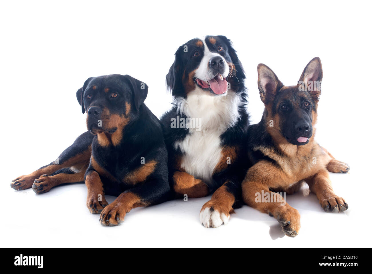 portrait of a purebred bernese mountain dog, rottweiler and german shepherd in front of white background Stock Photo
