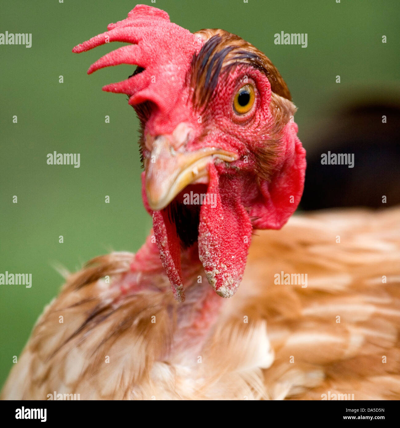 Chicken looking scared Stock Photo