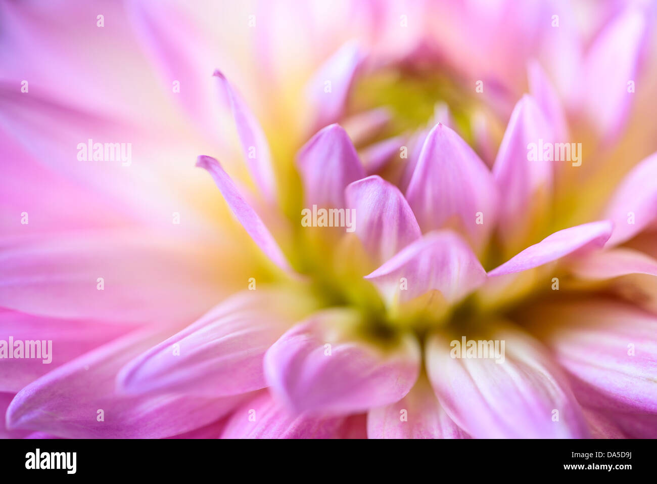 Pink and yellow dahlia flower Stock Photo - Alamy