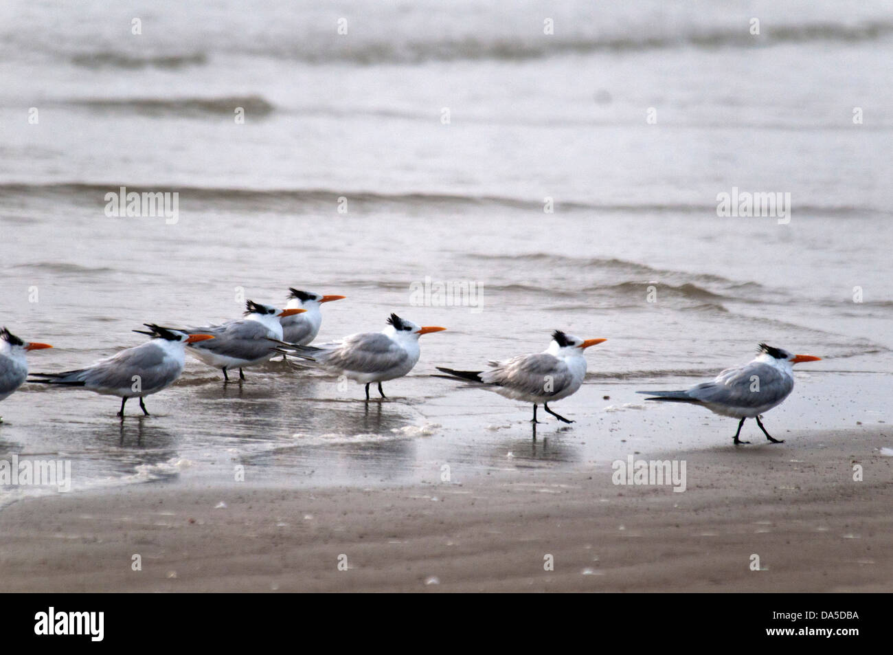 royal tern, sterna maxima, padre island, national, seashore, Texas, USA, United States, America, tern, bird Stock Photo