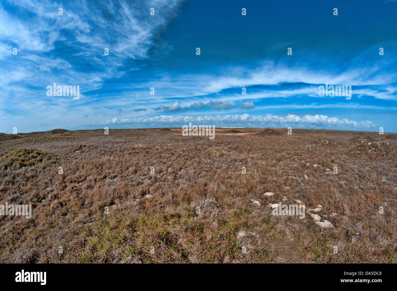 padre island, national, seashore, Texas, USA, United States, America, vegetation, sky, landscape Stock Photo