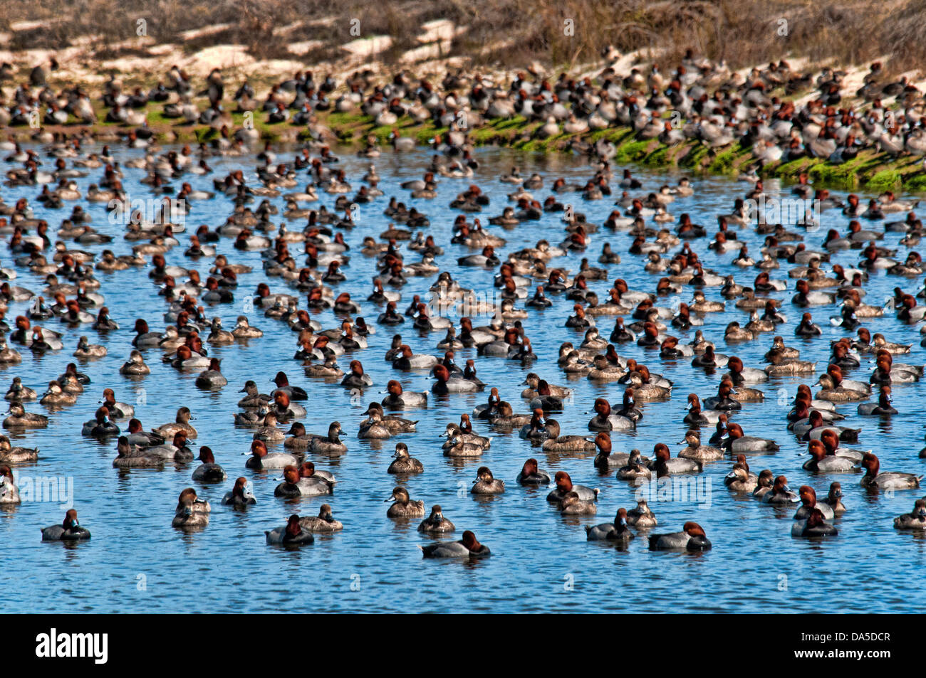 redhead ducks, aythya Americana, padre island, national, seashore, Texas, USA, United States, America, ducks, birds, swarm Stock Photo