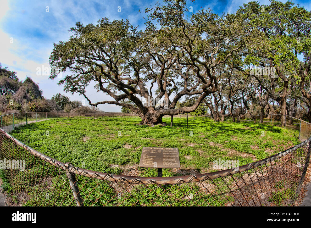 giant, oak, wood, tree, Goose Island, state park, Texas, USA, United
