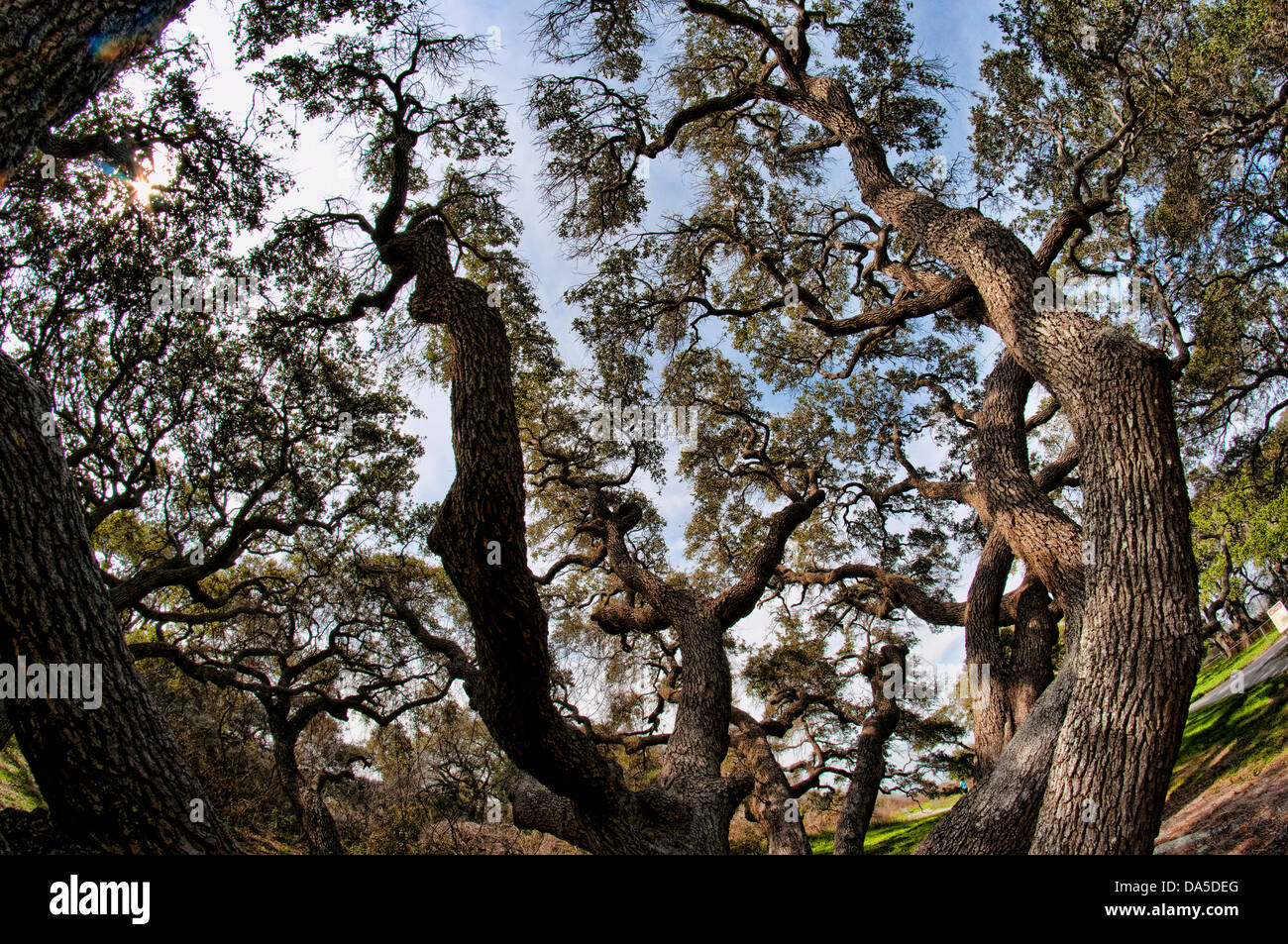 live oak, Goose Island, state park, Texas, USA, United States, America