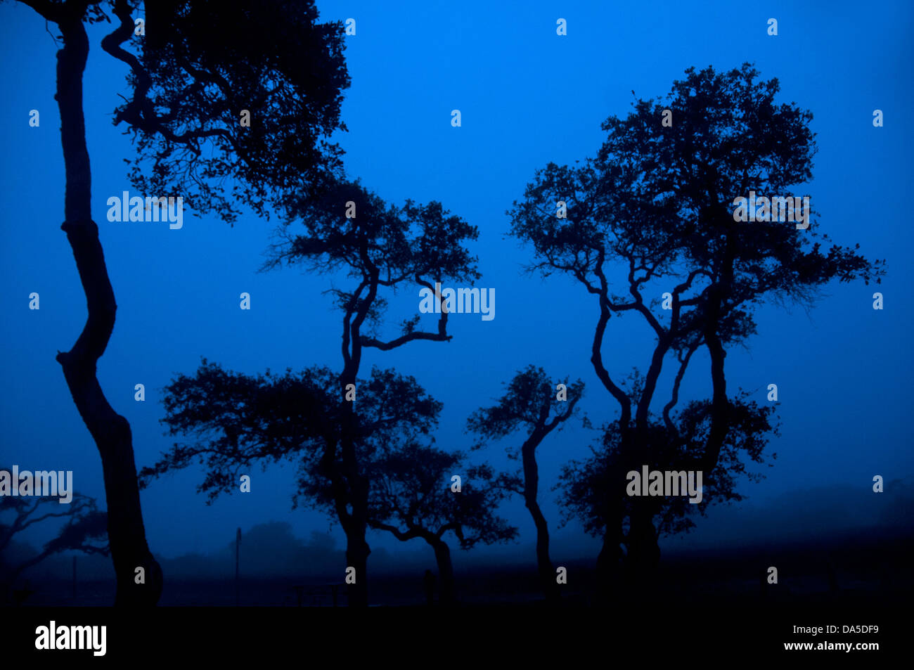 Live oak tree silhouette hi-res stock photography and images - Alamy