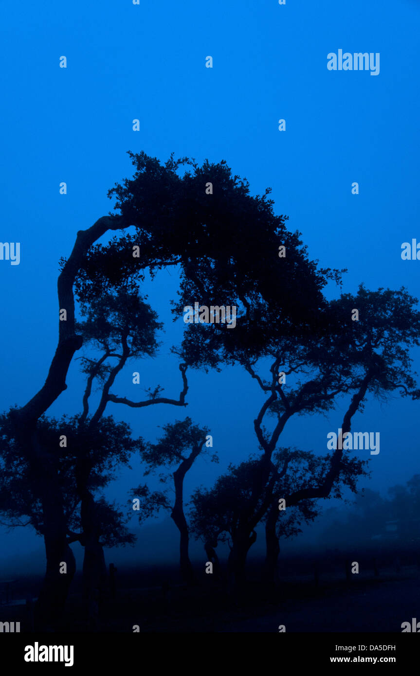 Live oak tree silhouette hi-res stock photography and images - Alamy