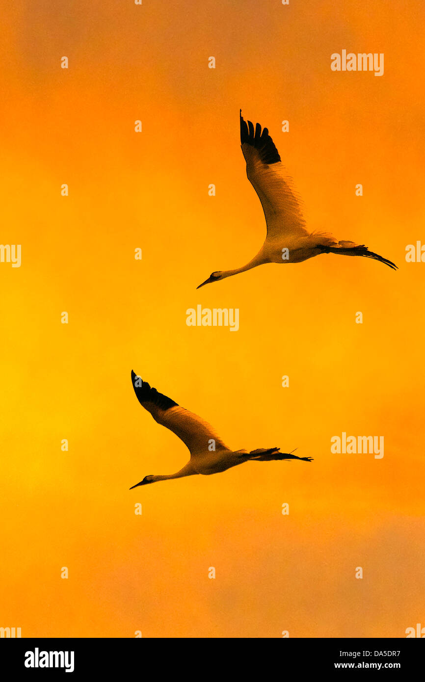 whooping crane, grus Americana, Texas, USA, United States, America, flying, birds, crane, sunset Stock Photo