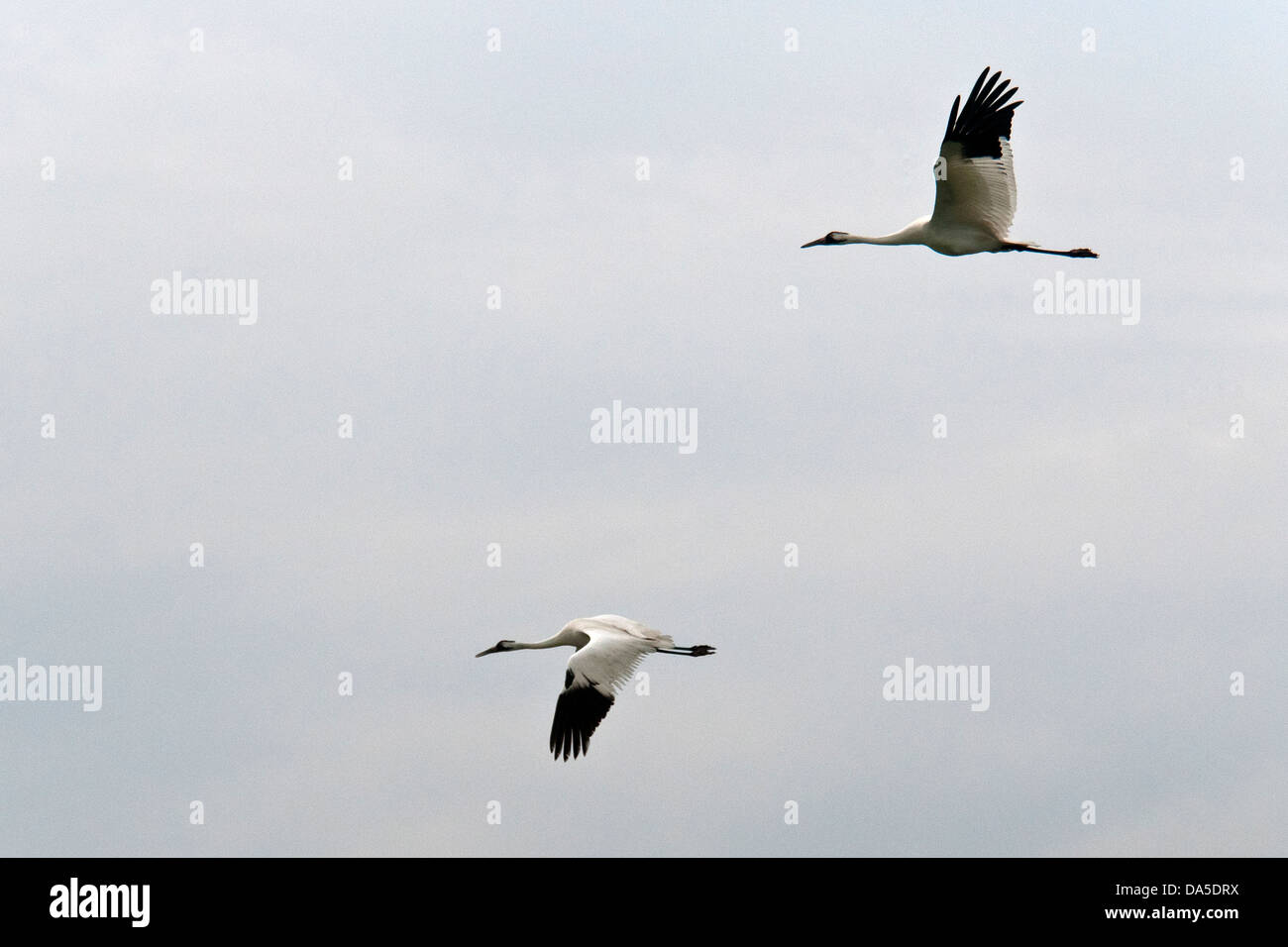 whooping crane, grus Americana, Texas, USA, United States, America, flying, birds, crane, Stock Photo