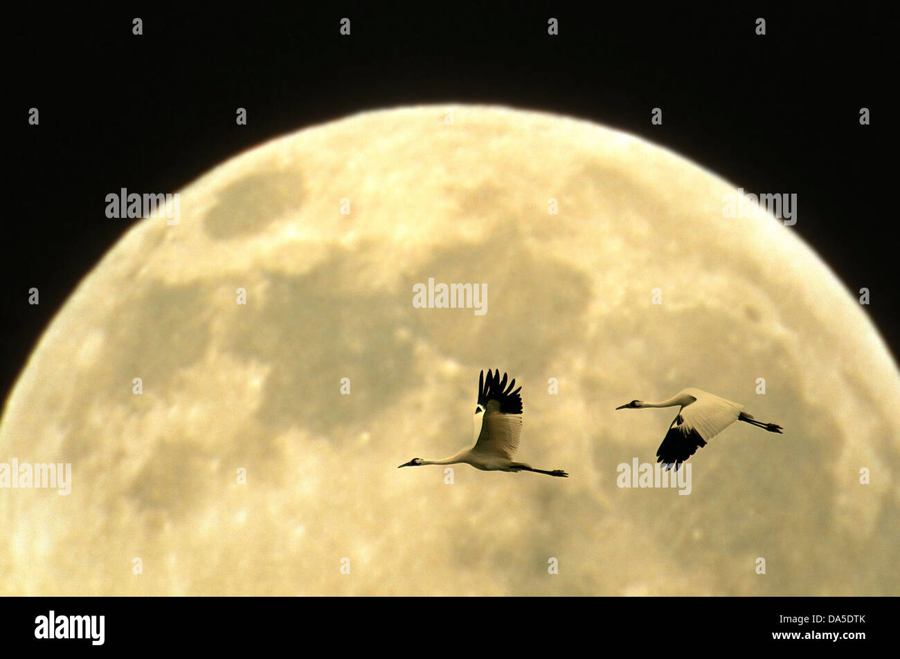 whooping crane, grus Americana, Texas, USA, United States, America, flying, birds, crane, moon Stock Photo
