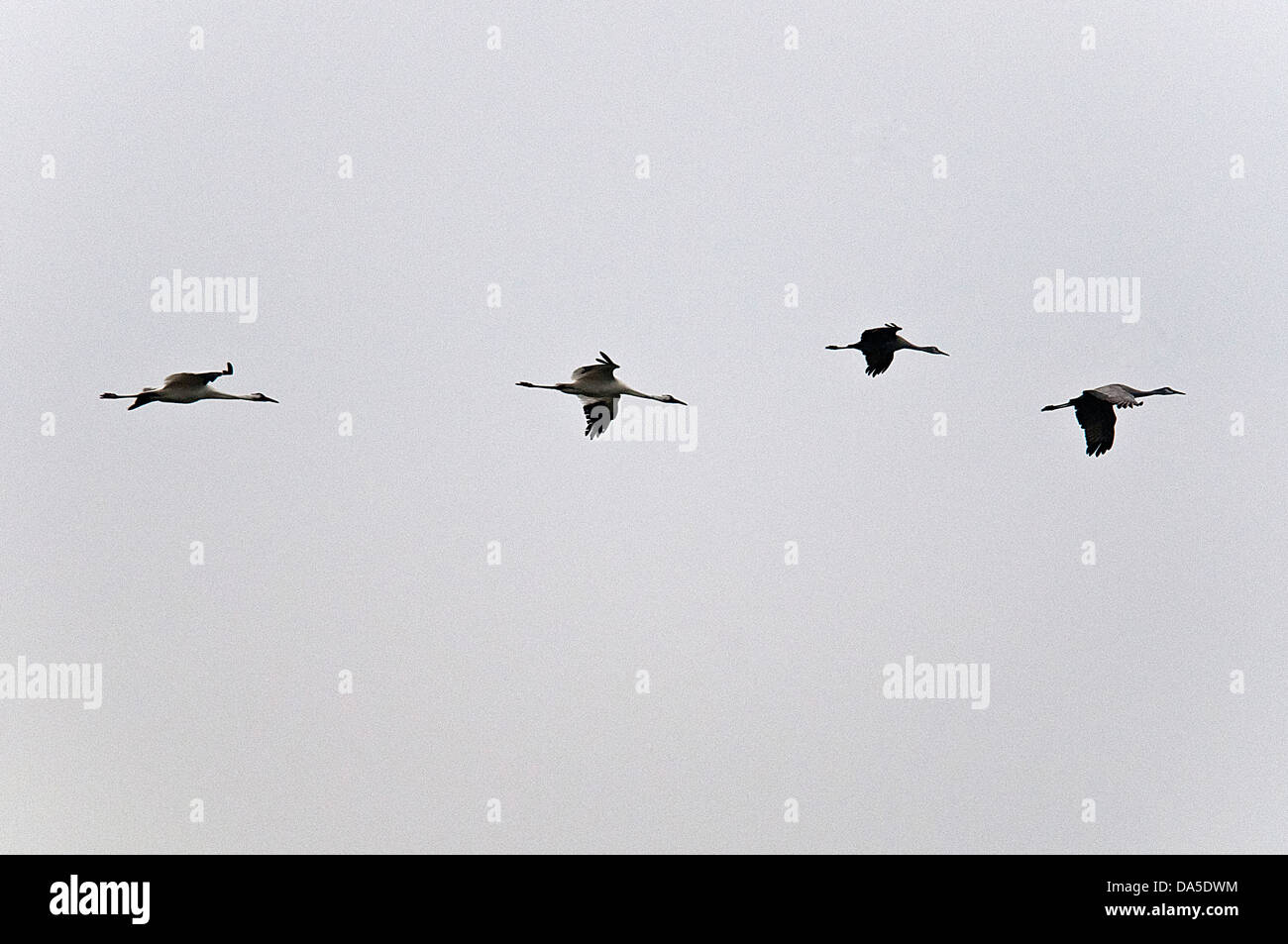 whooping crane, sandhill cranes, Goose Island, state park, Texas, USA, United States, America, Stock Photo