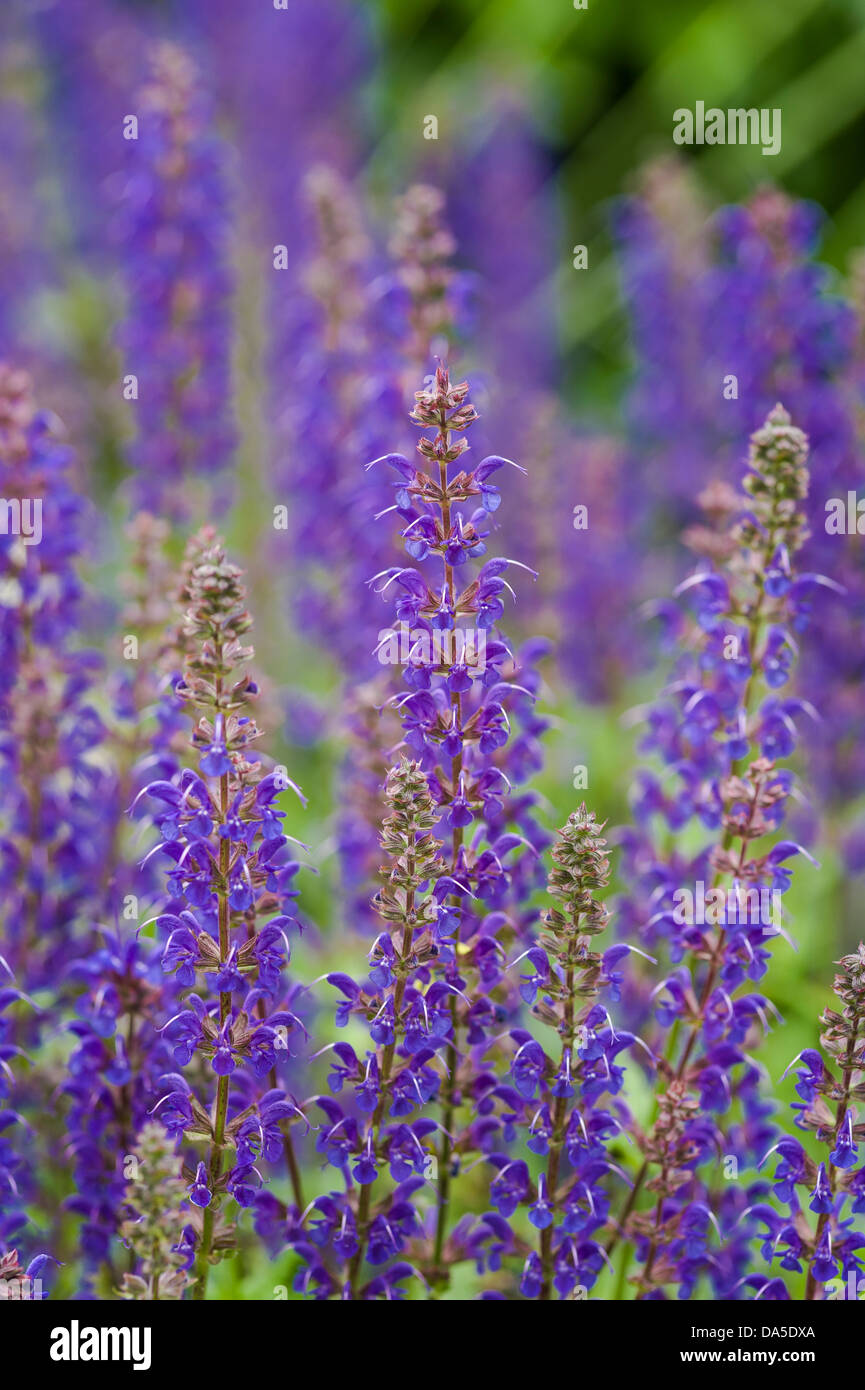 Salvia sylvestris 'mainacht' hi-res stock photography and images - Alamy