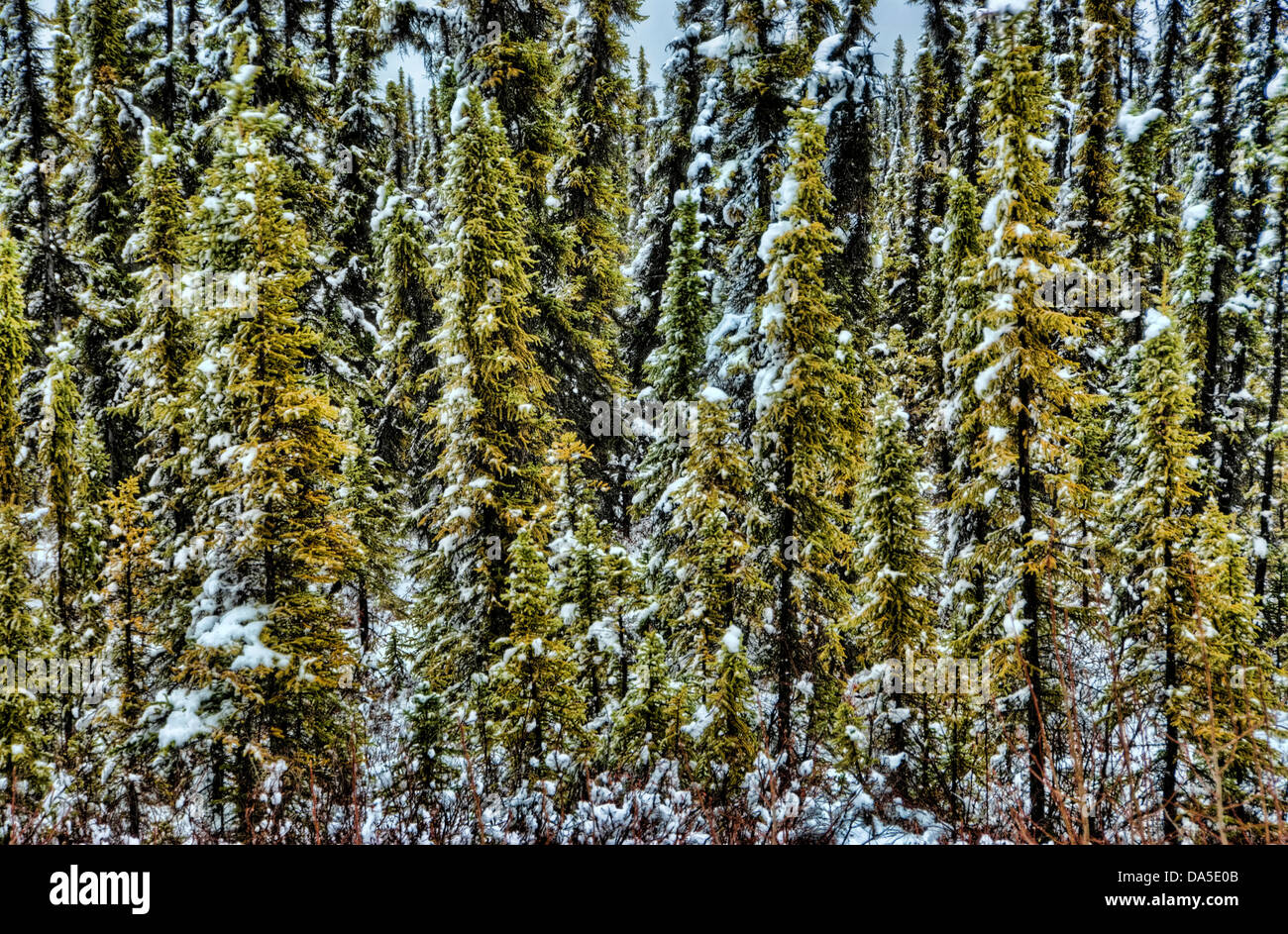 spruce, trees, winter, Yukon, Canada, snow Stock Photo