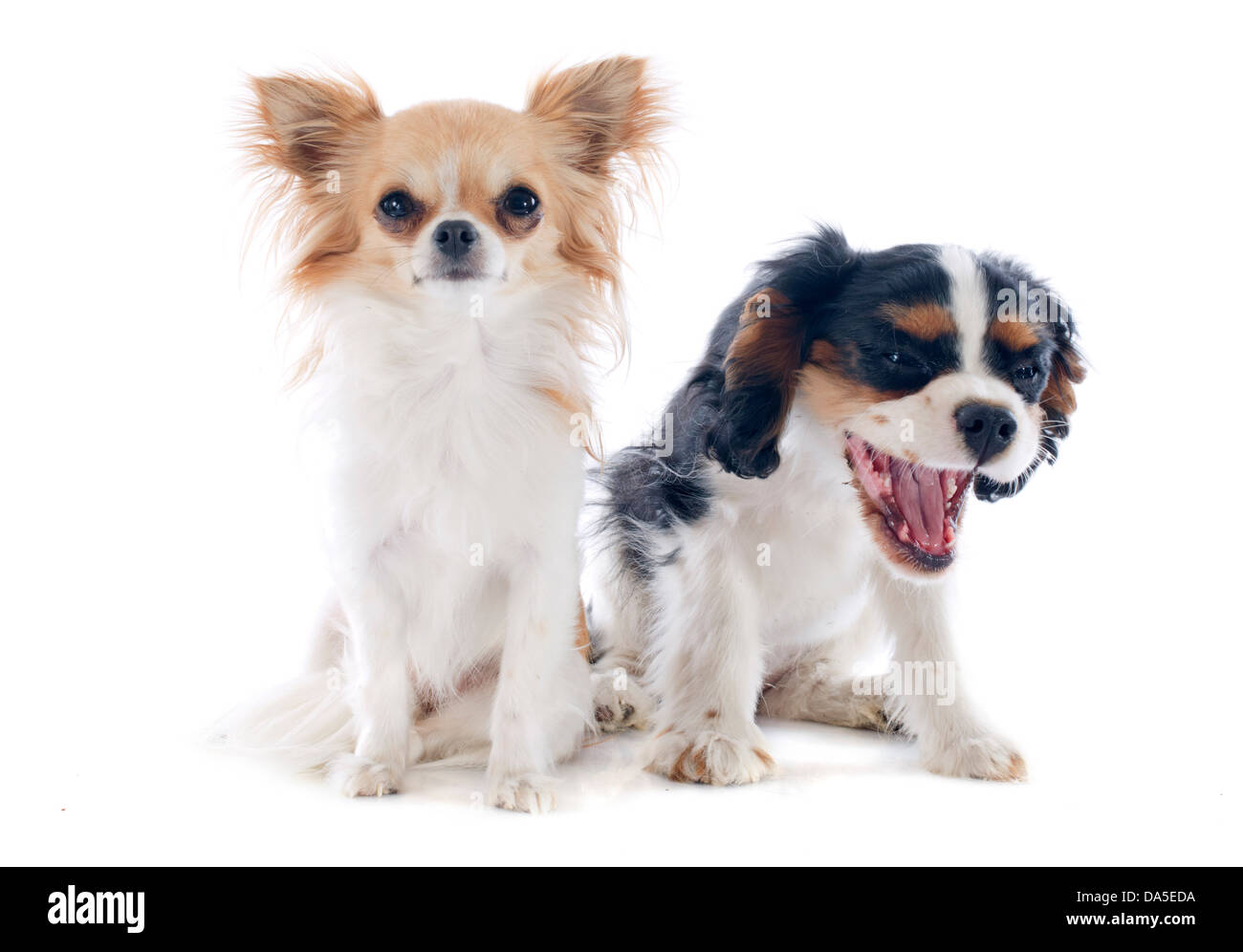 chihuahua and young cavalier king charles in front of white background Stock Photo Alamy