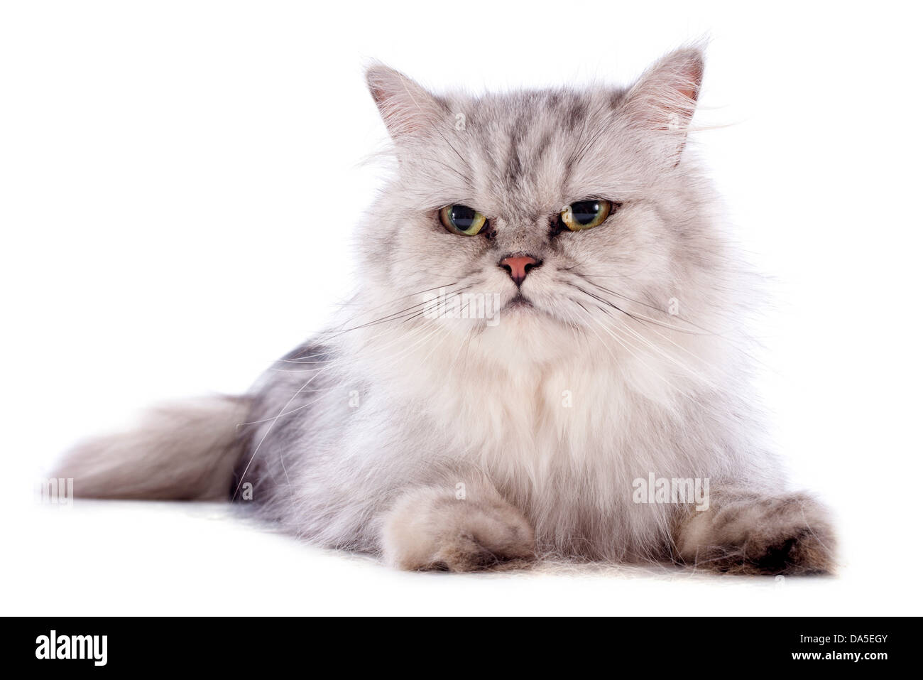 persian cat in front of a white background Stock Photo