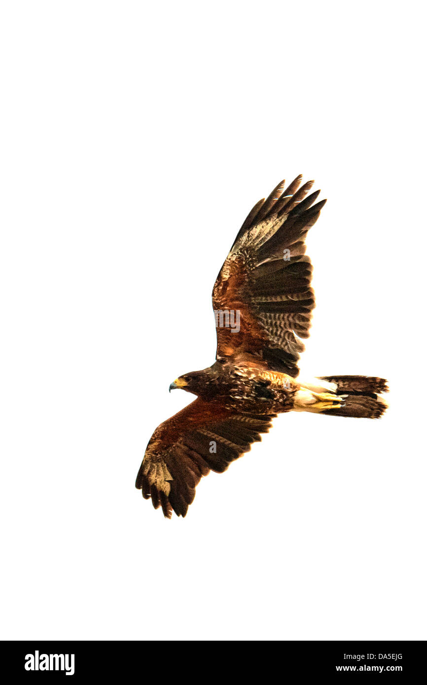 Harris hawk, parabuteo unicinctus, Arizona, USA, United States, America, bird, Stock Photo