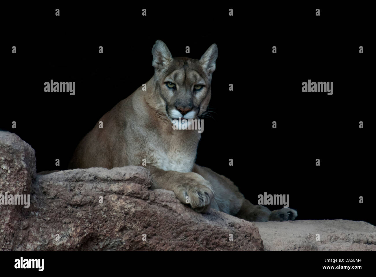 mountain lion, felis concolor, lion, animal, USA, United States, America, Stock Photo