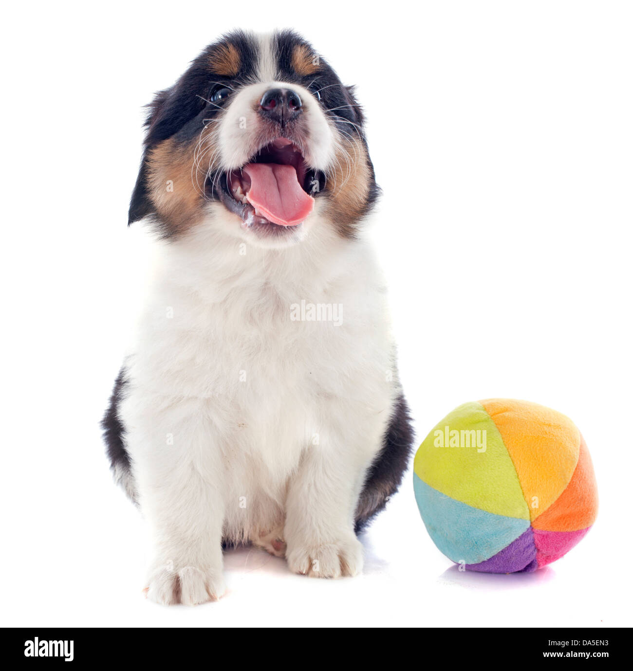 purebred puppy australian shepherd and ball in front of white background Stock Photo