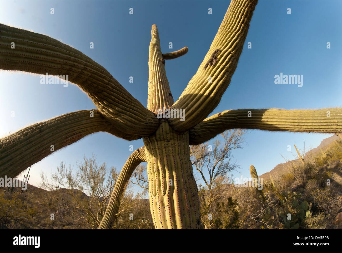 saguaro cactus, Arizona, cactus, USA, United States, America, plant Stock Photo