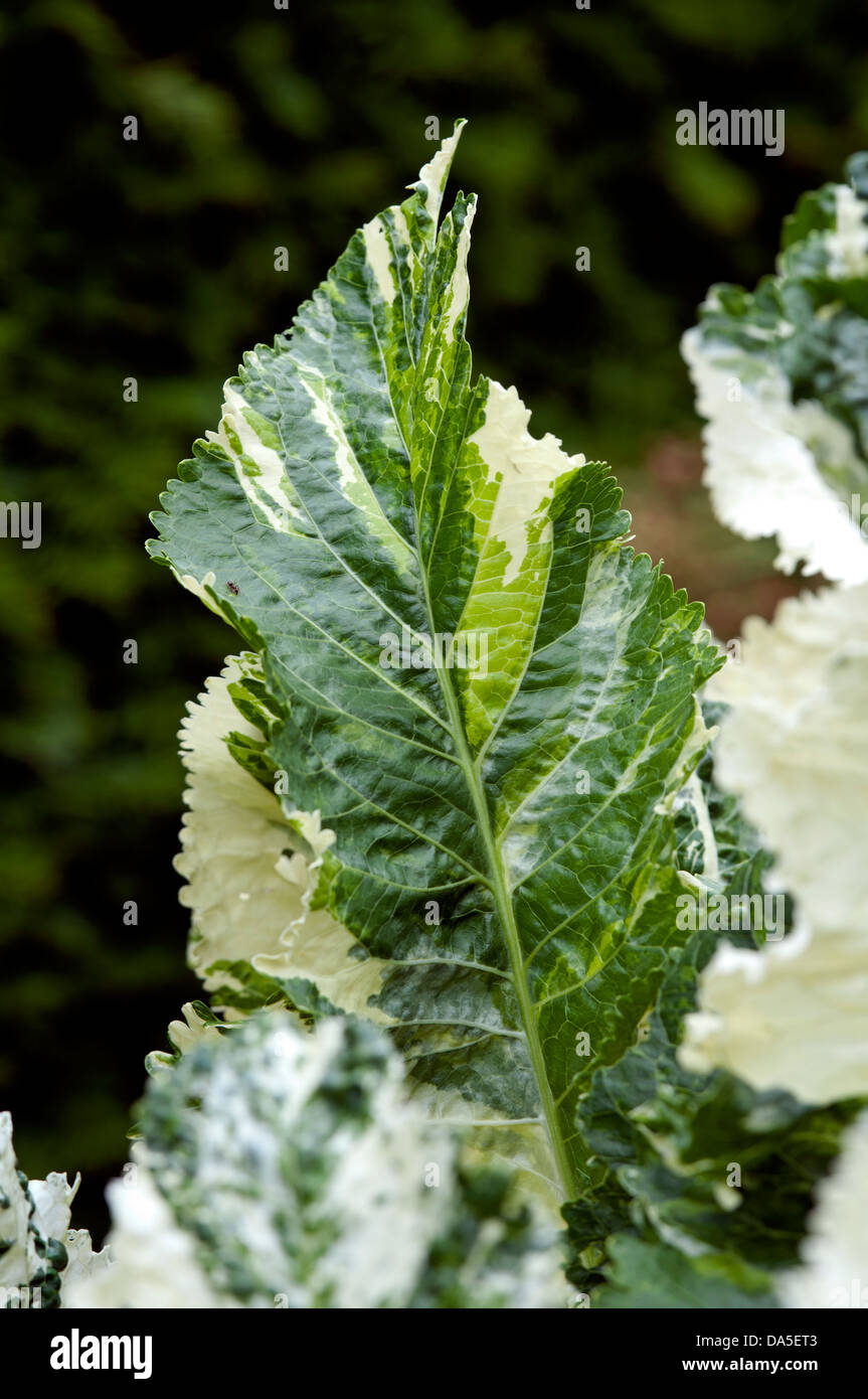Armoracia rusticana "Variegata" - Variegated Horseradish Stock Photo