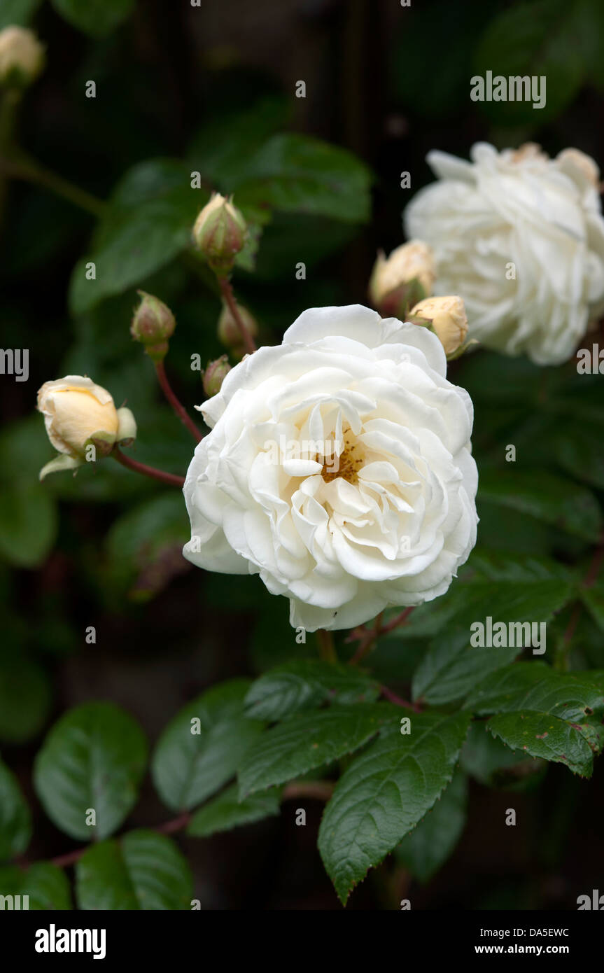 Madeleine Rose Plant