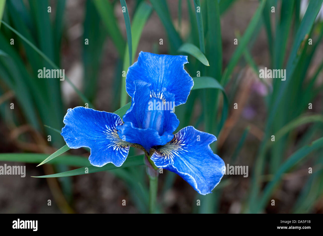 Iris sibirica "Silver Edge Stock Photo - Alamy