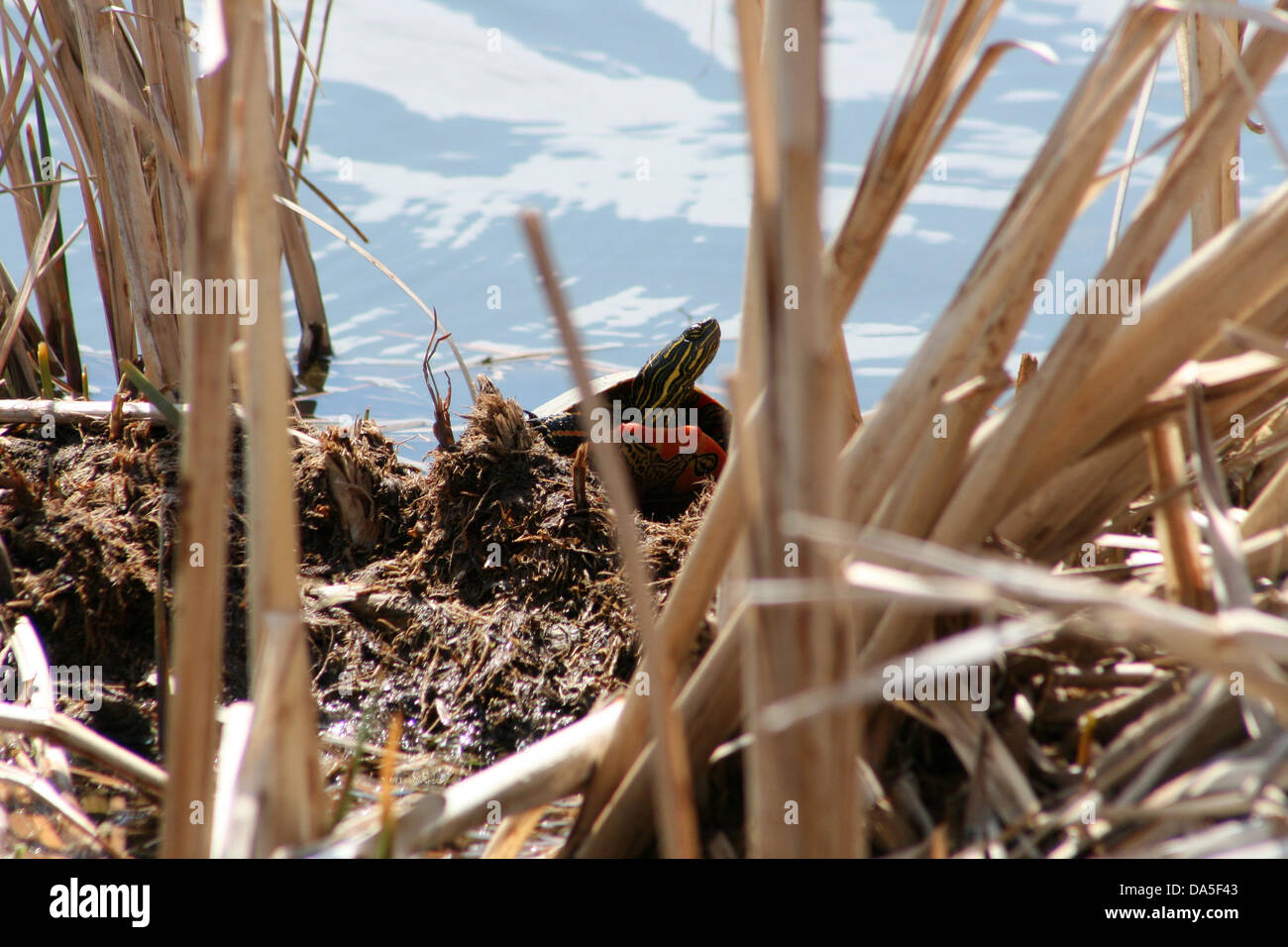 A Western Painted Turtle sunning itself in a marsh in spring in