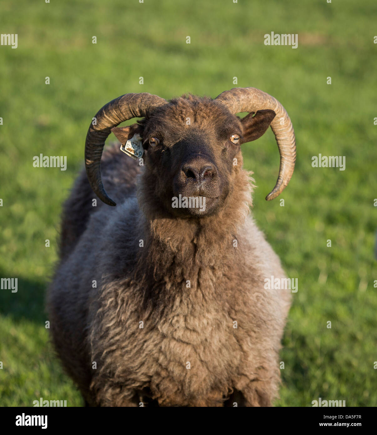 Portrait of Icelandic Sheep, Iceland Stock Photo