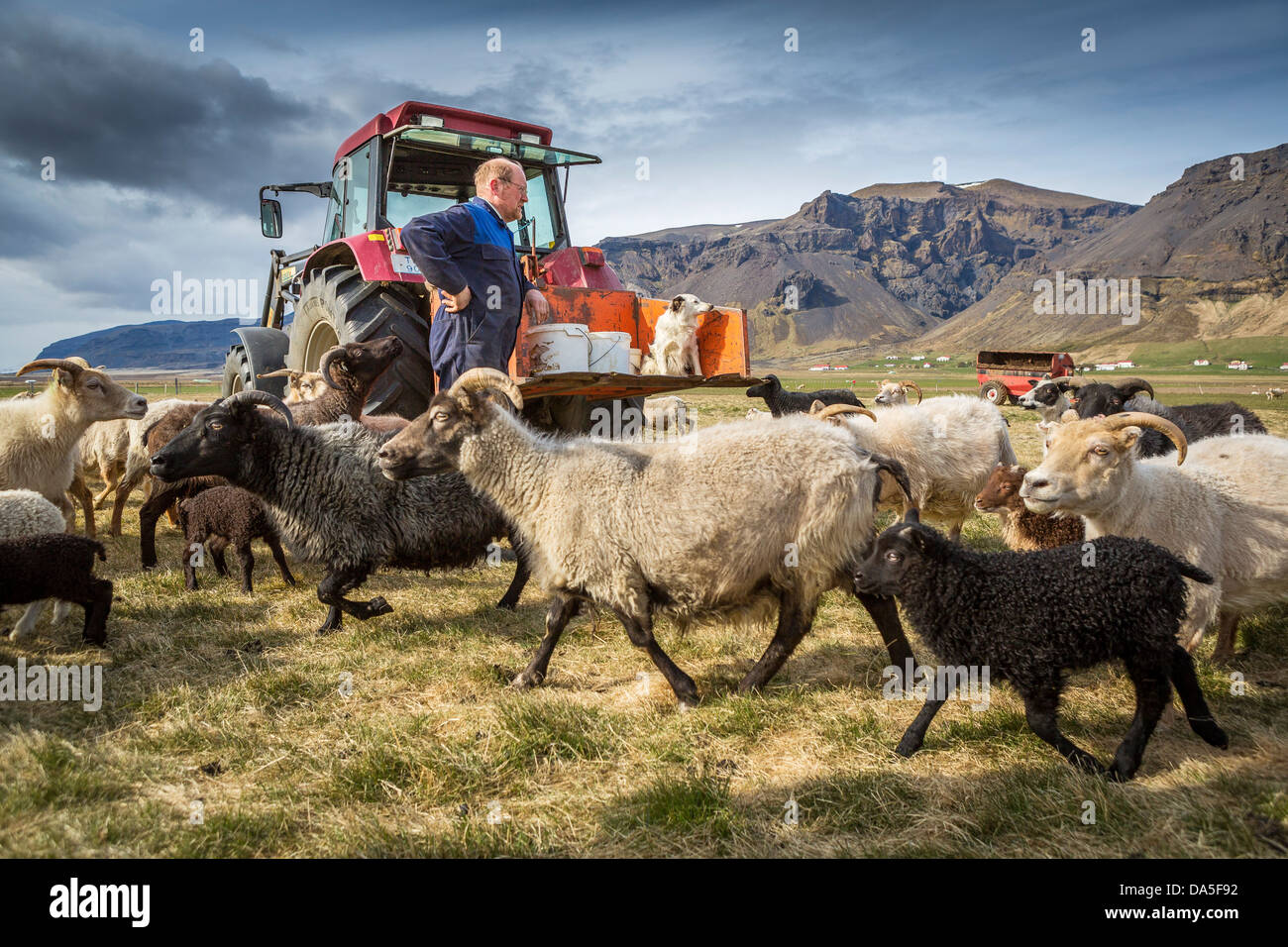 Sheep farmer attending to sheep, Eastern Iceland Stock Photo