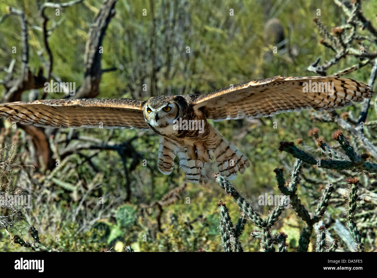 great horned owl, bubo virginianus, Arizona, owl, bird, USA, United States, America, raptor Stock Photo