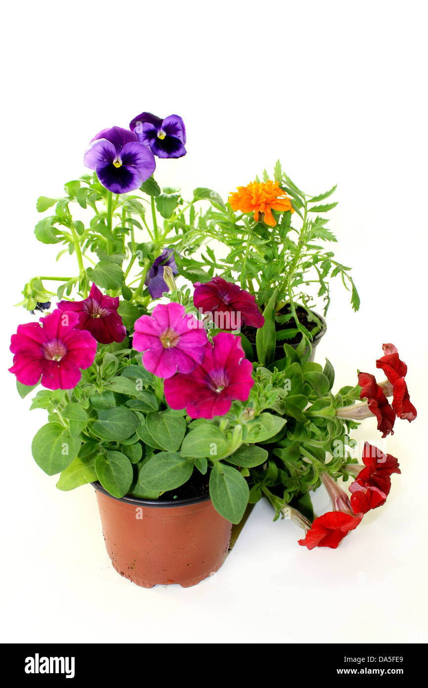 colorful balcony plants in front of white background Stock Photo