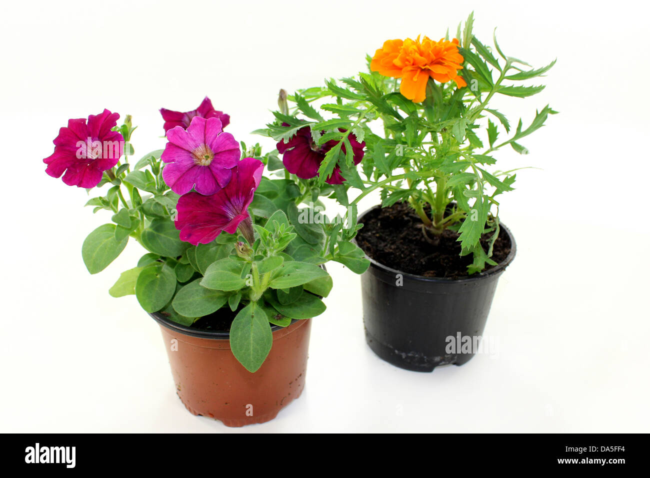 colorful balcony plants in front of white background Stock Photo