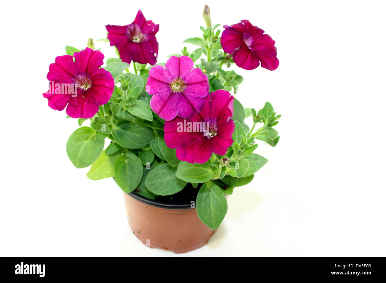 pink balcony plant in front of white background Stock Photo