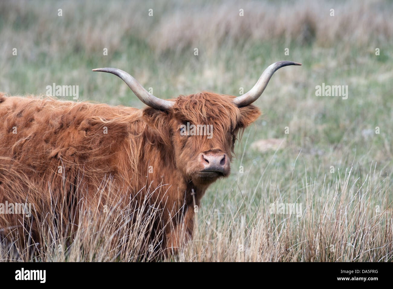 Bos Taurus, Highland cow grazing in a farm field Isle of Mull Scotland Stock Photo