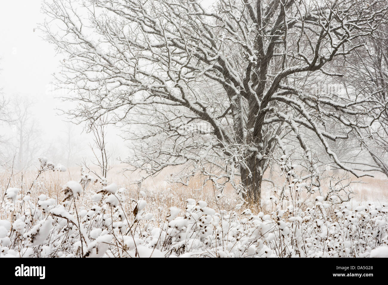 Snow covered prairie landscape with tree during snow storm. Stock Photo