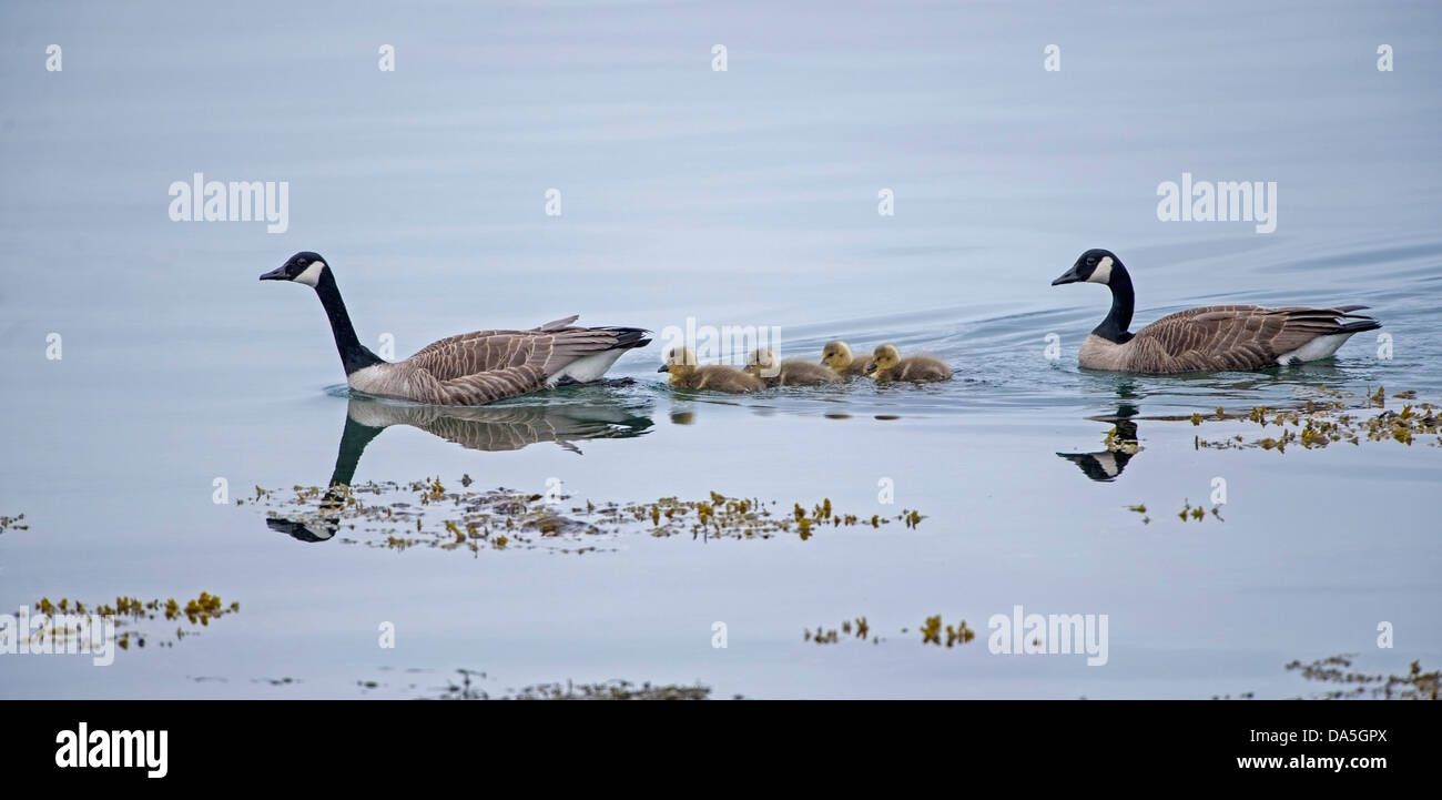 Branta canadensis, Canada Geese and goslings on Loch na Keal Stock Photo