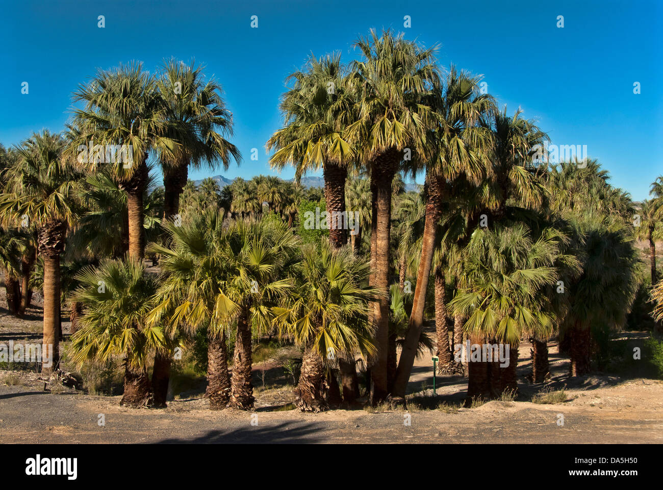 moapa valley, national, wildlife, refuge, Nevada, oasis, USA, United