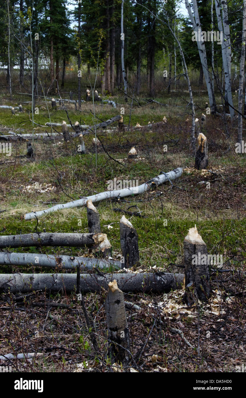 aspen, tree, stumps, cut, down, beavers, Yukon, Canada Stock Photo