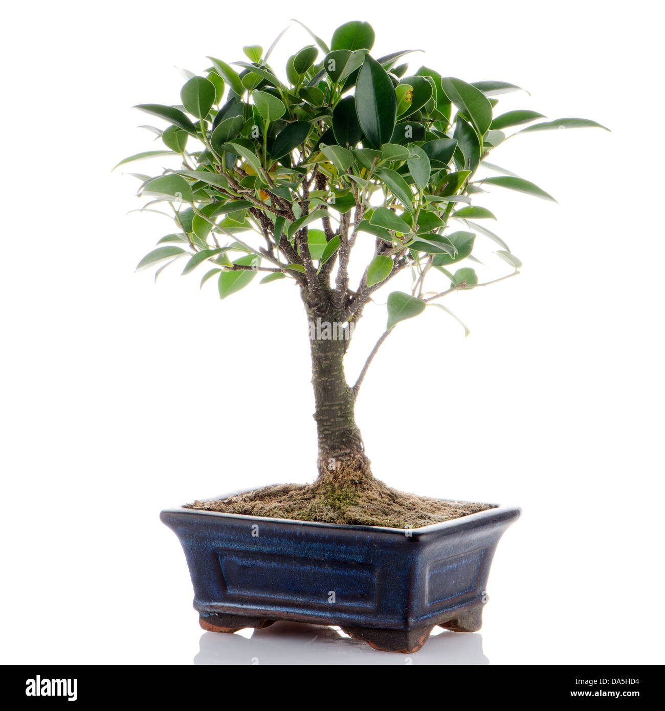 Chinese green bonsai tree Isolated on white background Stock Photo