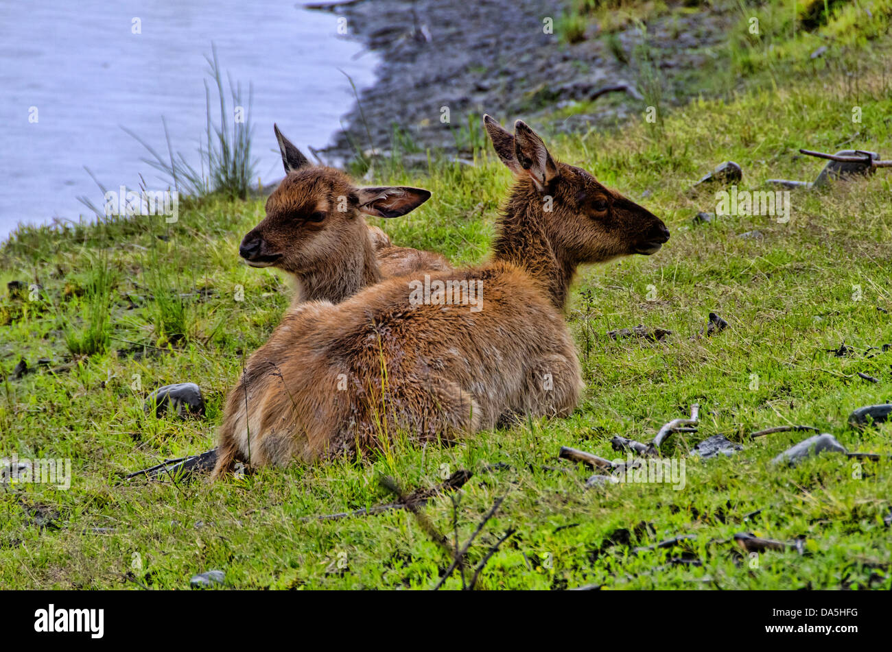 elk, cervus elaphus, wildlife, conservation, center, Alaska, USA, United States, America, animal, Stock Photo