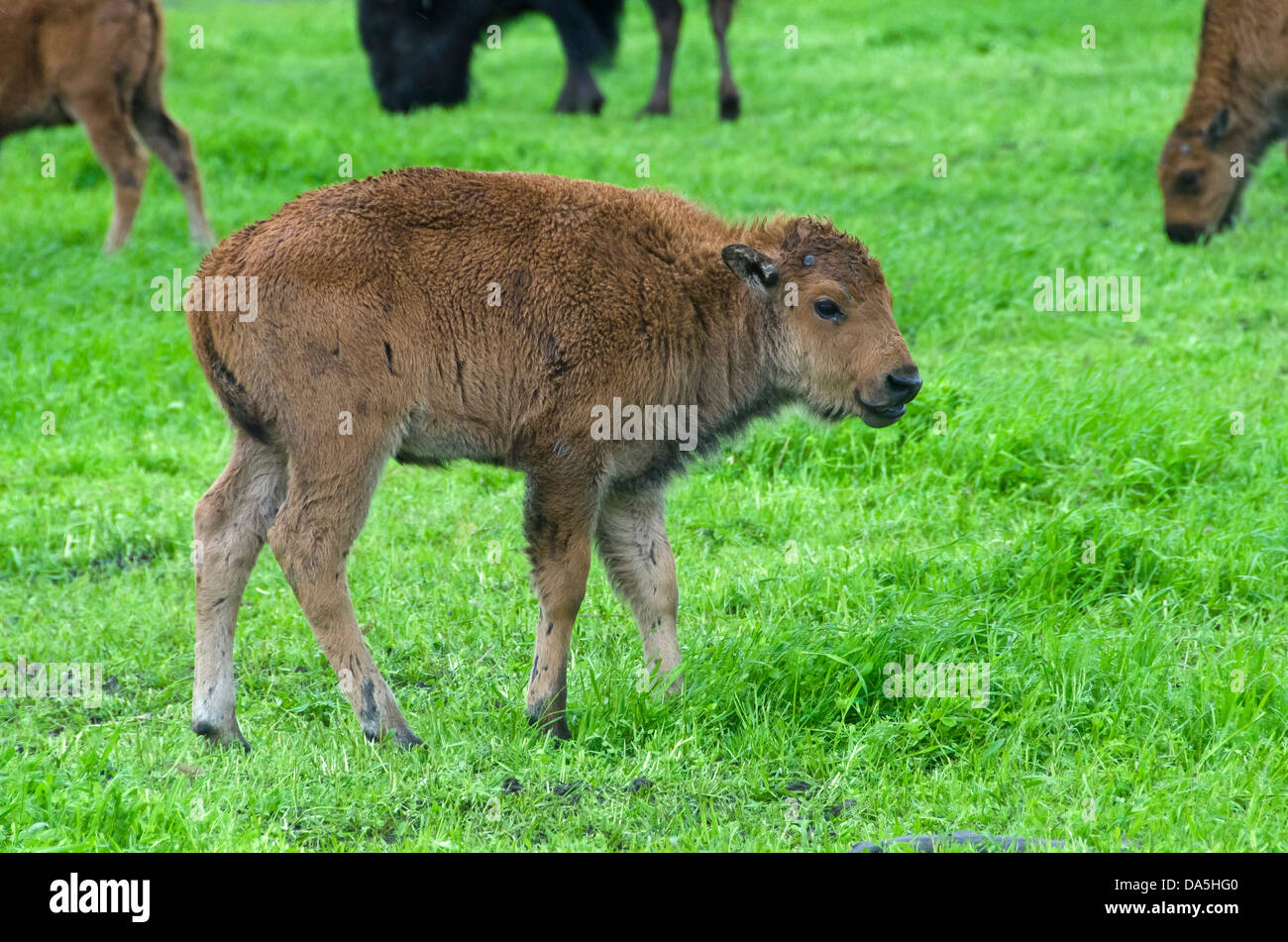 wood buffalo, babies, bison bison, athabascae, Alaska, wildlife, conservation center, buffalo, animal, USA, United States, Ameri Stock Photo