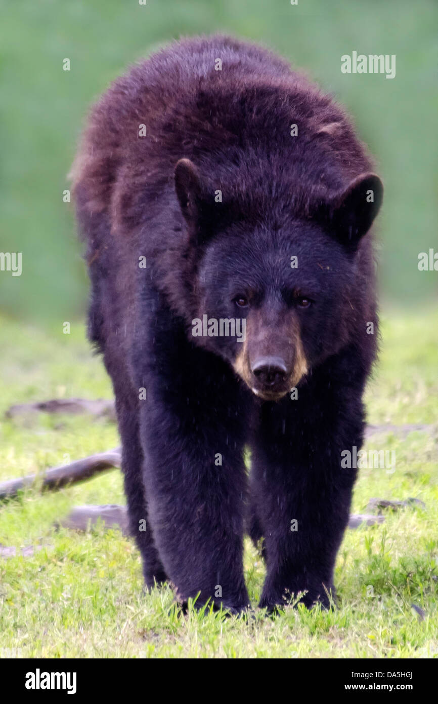 black bear, ursus americanus, bear, USA, United States, America, animal, Stock Photo
