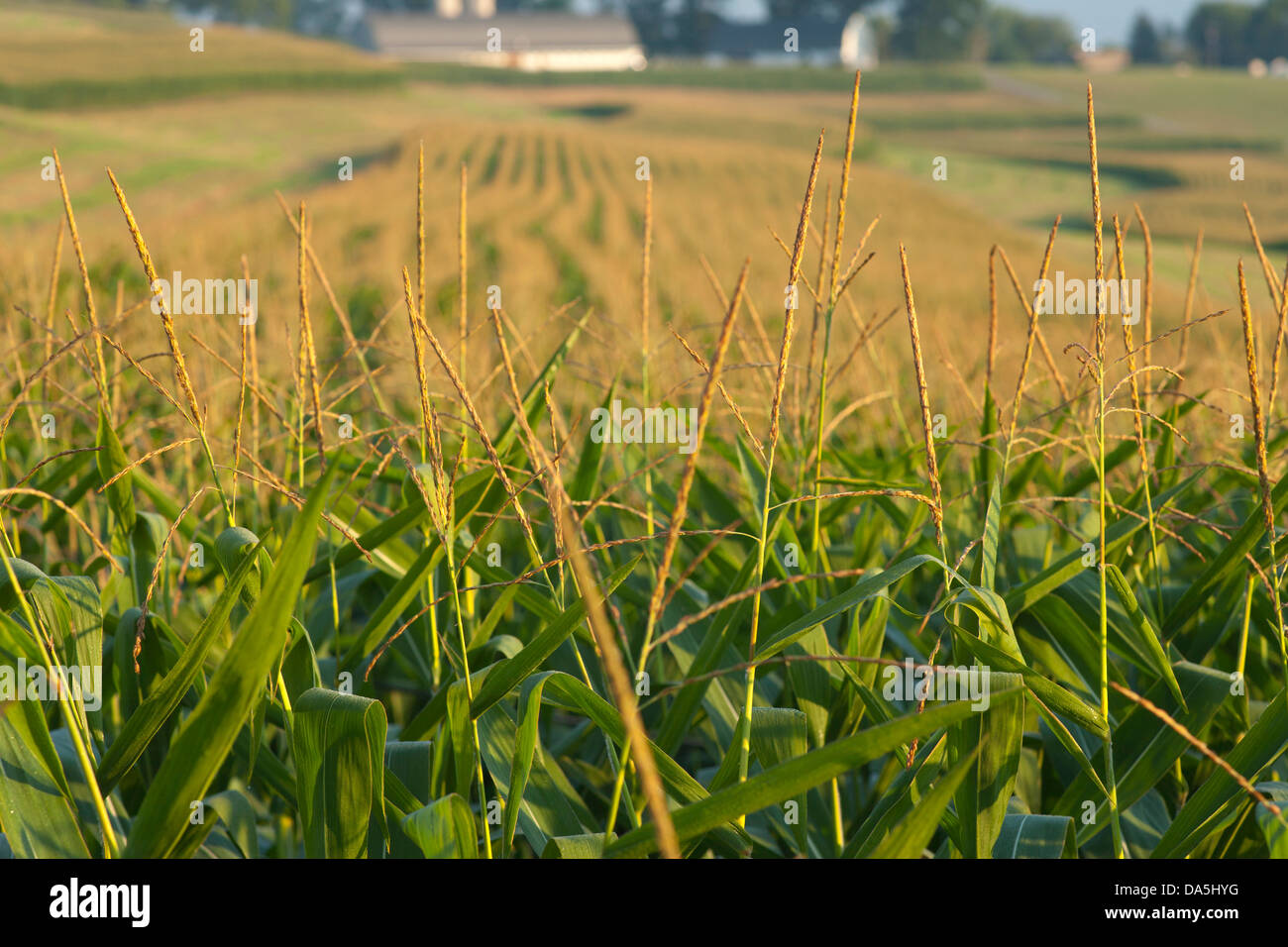 RIPE GREEN CORN HUSKS CORNFIELD CLARION COUNTY PENNSYLVANIA USA Stock