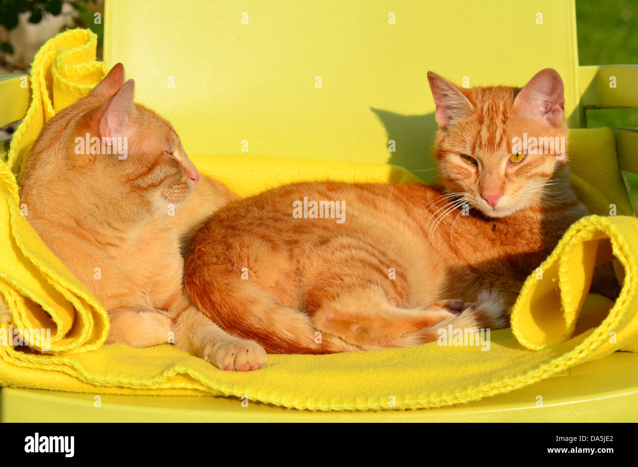Two red cats on a yellow blanket in the sun Stock Photo